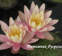 Нимфея (кувшинка) 