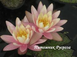 Нимфея (кувшинка) 