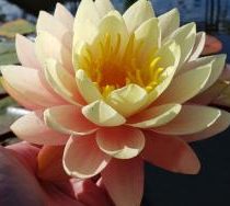 Нимфея (кувшинка) 