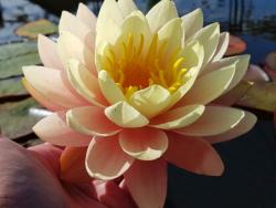 Нимфея (кувшинка) 