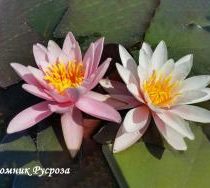 Нимфея (кувшинка) 
