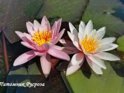Нимфея (кувшинка) 