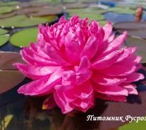 Нимфея (кувшинка) 