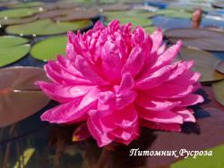 Нимфея (кувшинка) 