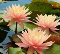 Нимфея (кувшинка) 