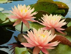 Нимфея (кувшинка) 