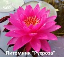 Нимфея (кувшинка) 