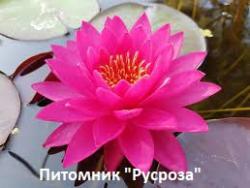 Нимфея (кувшинка) 