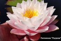 Нимфея (кувшинка) 