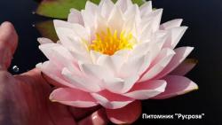 Нимфея (кувшинка) 