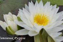 Нимфея (кувшинка) 