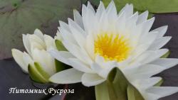 Нимфея (кувшинка) 