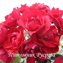 CENTENAIRE DE LOURDES ROUGE