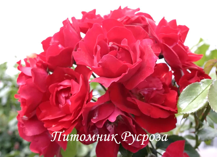 CENTENAIRE DE LOURDES ROUGE