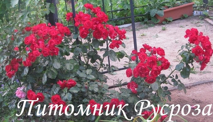 CENTENAIRE DE LOURDES ROUGE