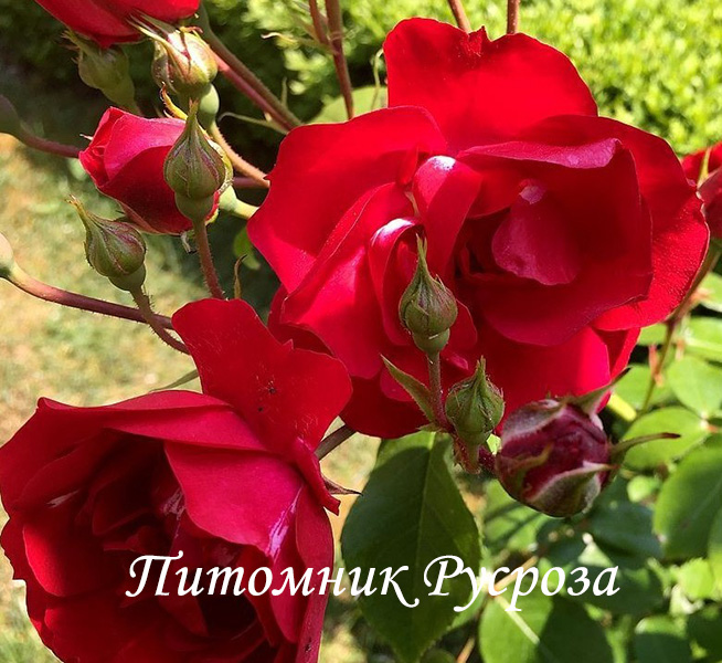CENTENAIRE DE LOURDES ROUGE