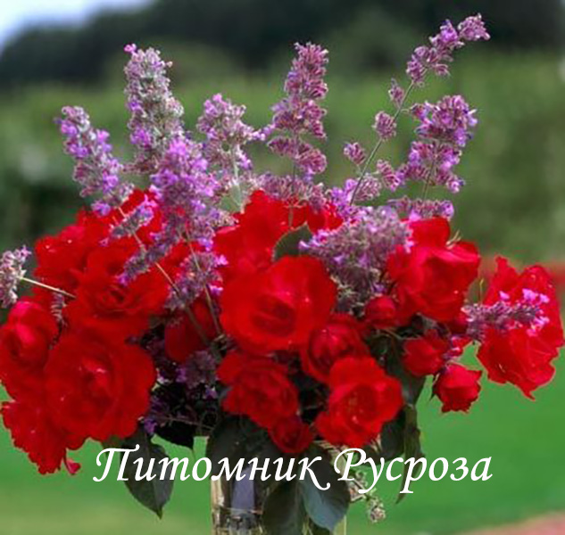 CENTENAIRE DE LOURDES ROUGE