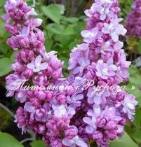 Сирень 