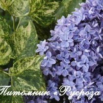 Сирень пестролистная «Аукубафолия» (Gouchault, 1919) ШТАМБ 80-100