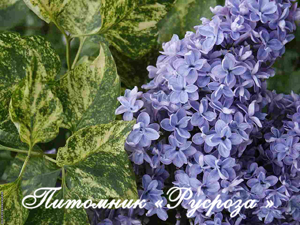 Сирень пестролистная «Аукубафолия» (Gouchault, 1919) ШТАМБ 80-100