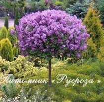 Сирень Мейера 