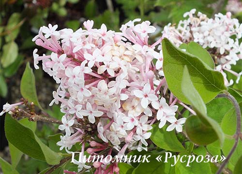 Сирень мелколистная 