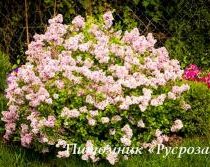 Сирень мелколистная 