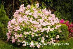 Сирень мелколистная 