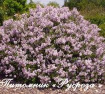 Сирень Мейера (Syringa Meyeri) 