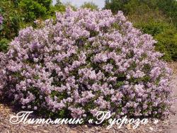 Сирень Мейера (Syringa Meyeri) 