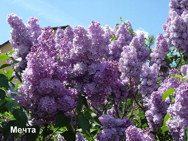 Сирень 
