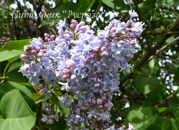 Сирень 