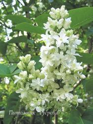 Сирень 