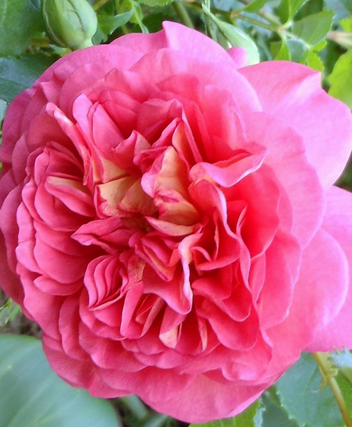 CHRISTOPHER MARLOWE