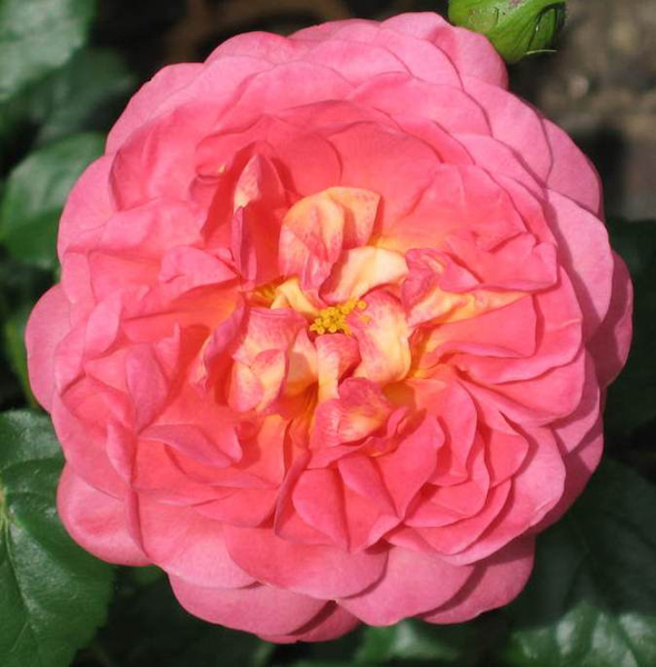 CHRISTOPHER MARLOWE