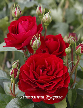 ARIFA (RT 13799 II)