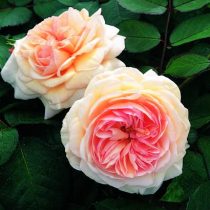 A SHROPSHIRE LAD