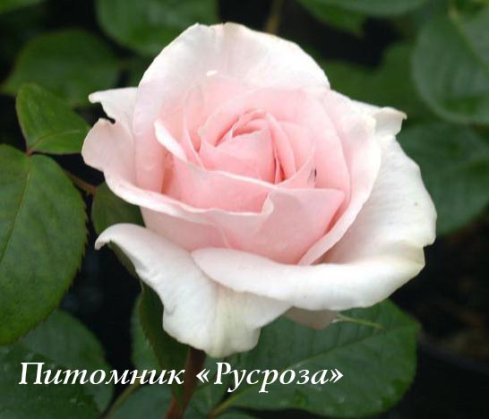 A WHITER SHADE OF PALE
