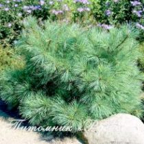 Сосна мелкоцветковая 