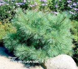 Сосна мелкоцветковая 