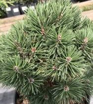 Сосна крючковатая 