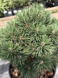 Сосна крючковатая 