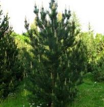 Сосна крючковатая 25-30