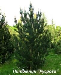 Сосна крючковатая 25-30