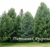 Сосна кедровая европейская (Кедр европейский) 70-100