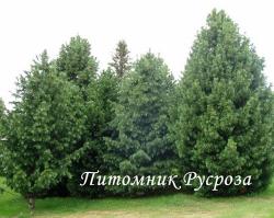 Сосна кедровая европейская (Кедр европейский) 70-100
