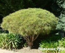 Сосна густоцветная 