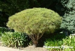 Сосна густоцветная 