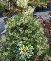 Сосна густоцветная 