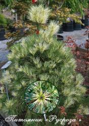 Сосна густоцветная 